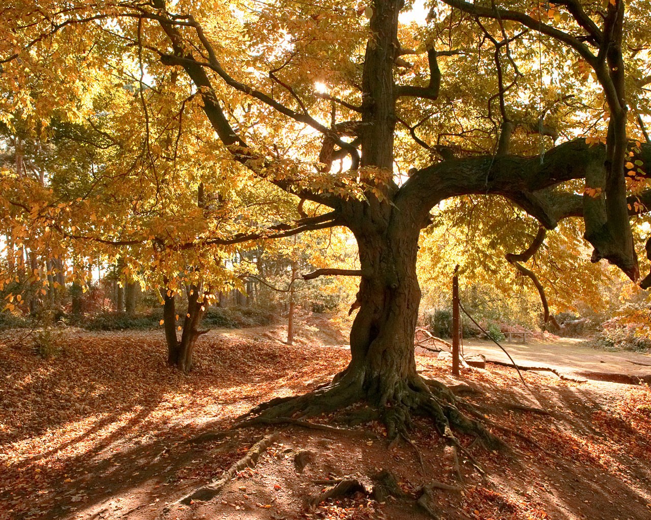 albero foresta foglie