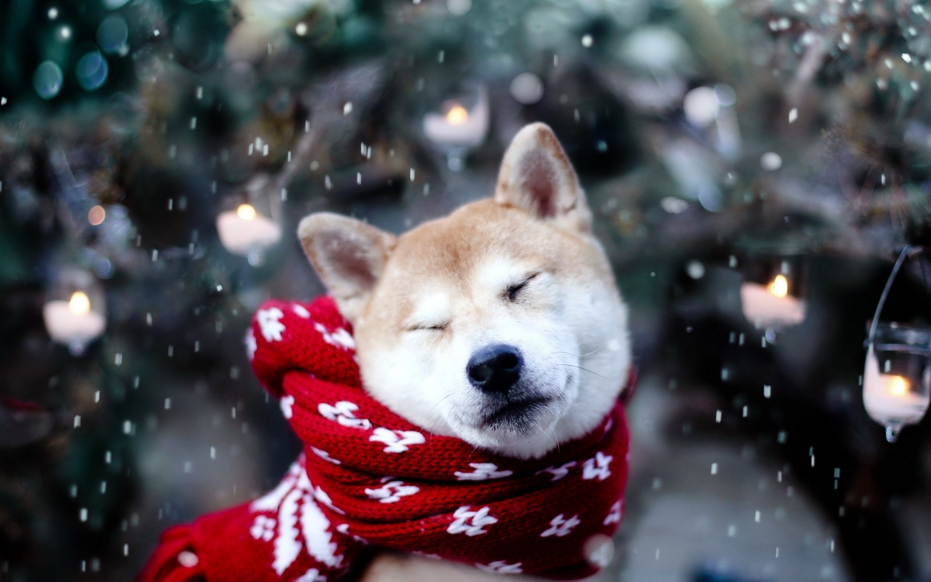 hund schnee schal akita-inu