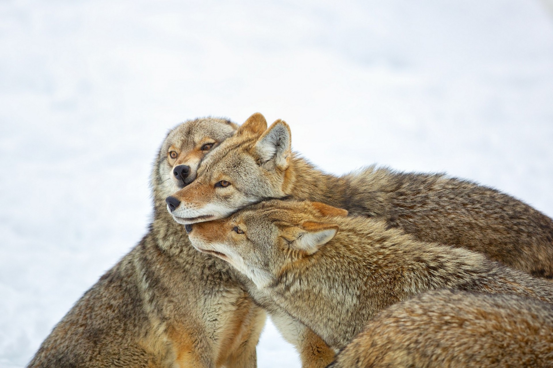 coyotes canada quebec