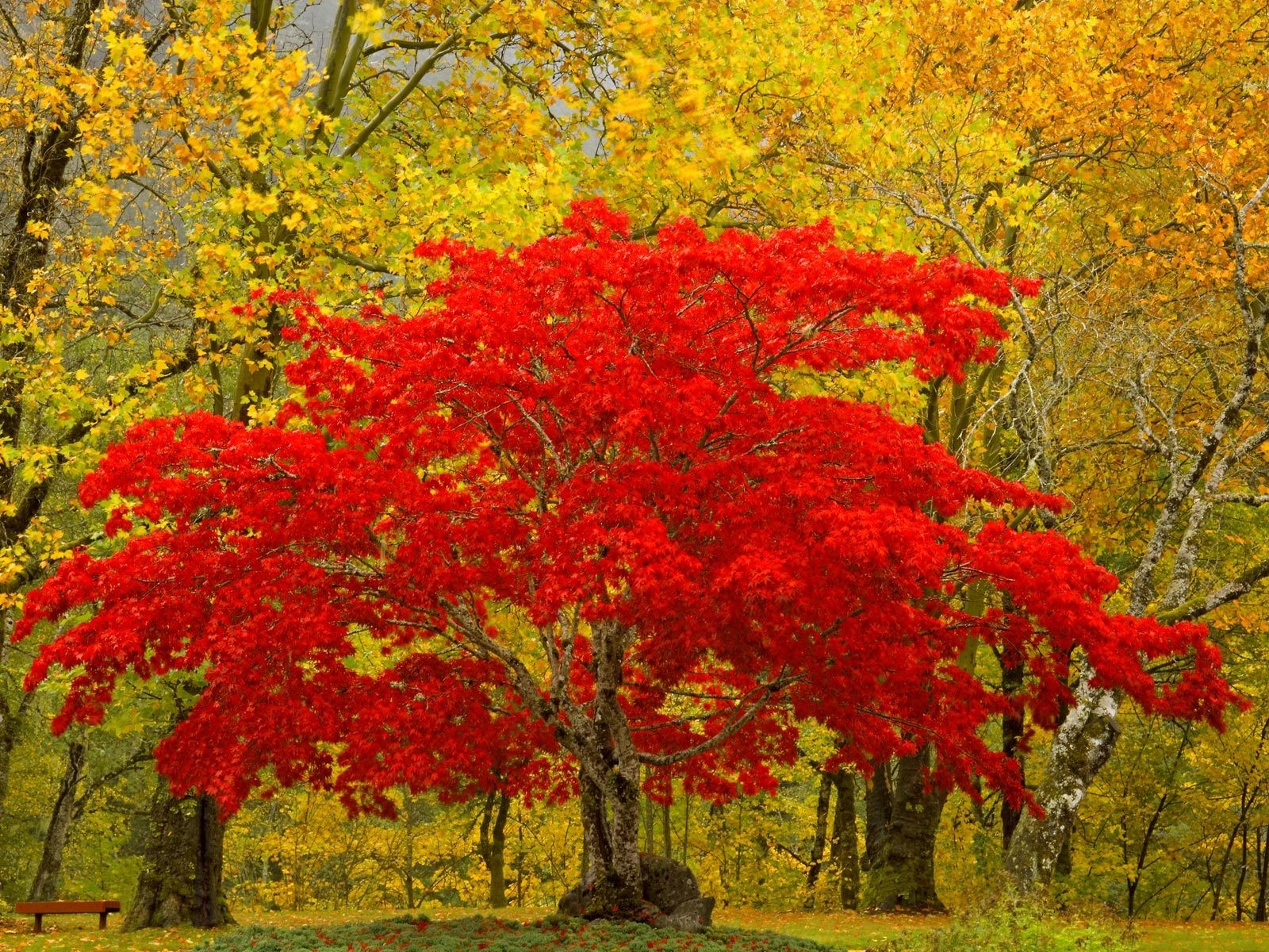 las drzewo liście natura