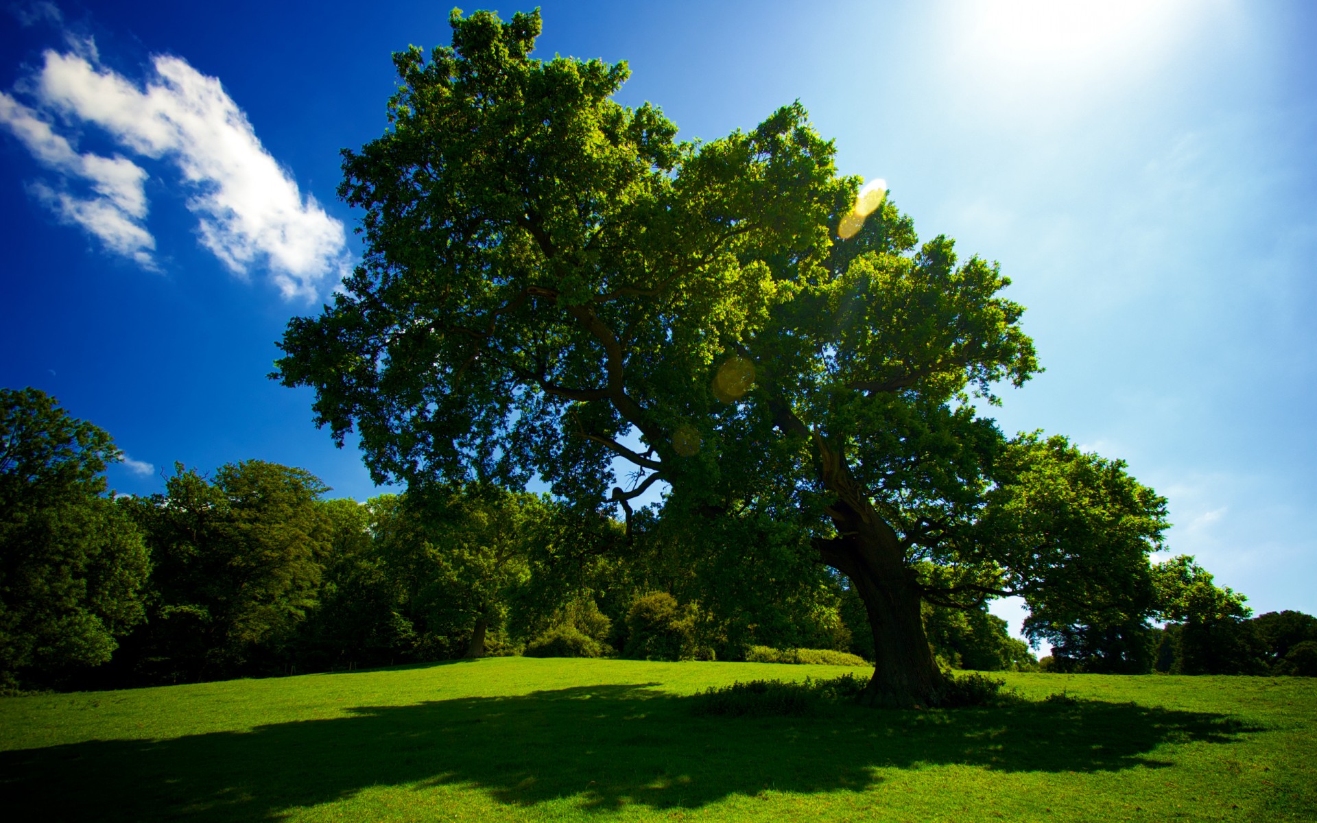 tree grass summer sun