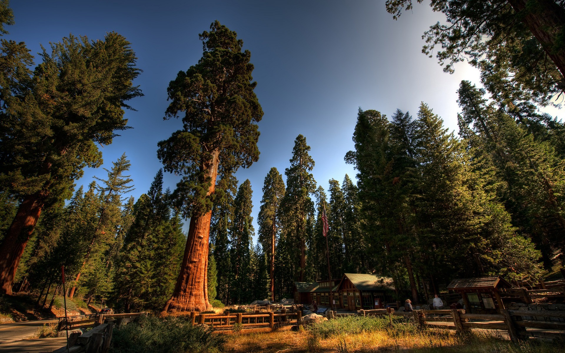 forest tree house sky