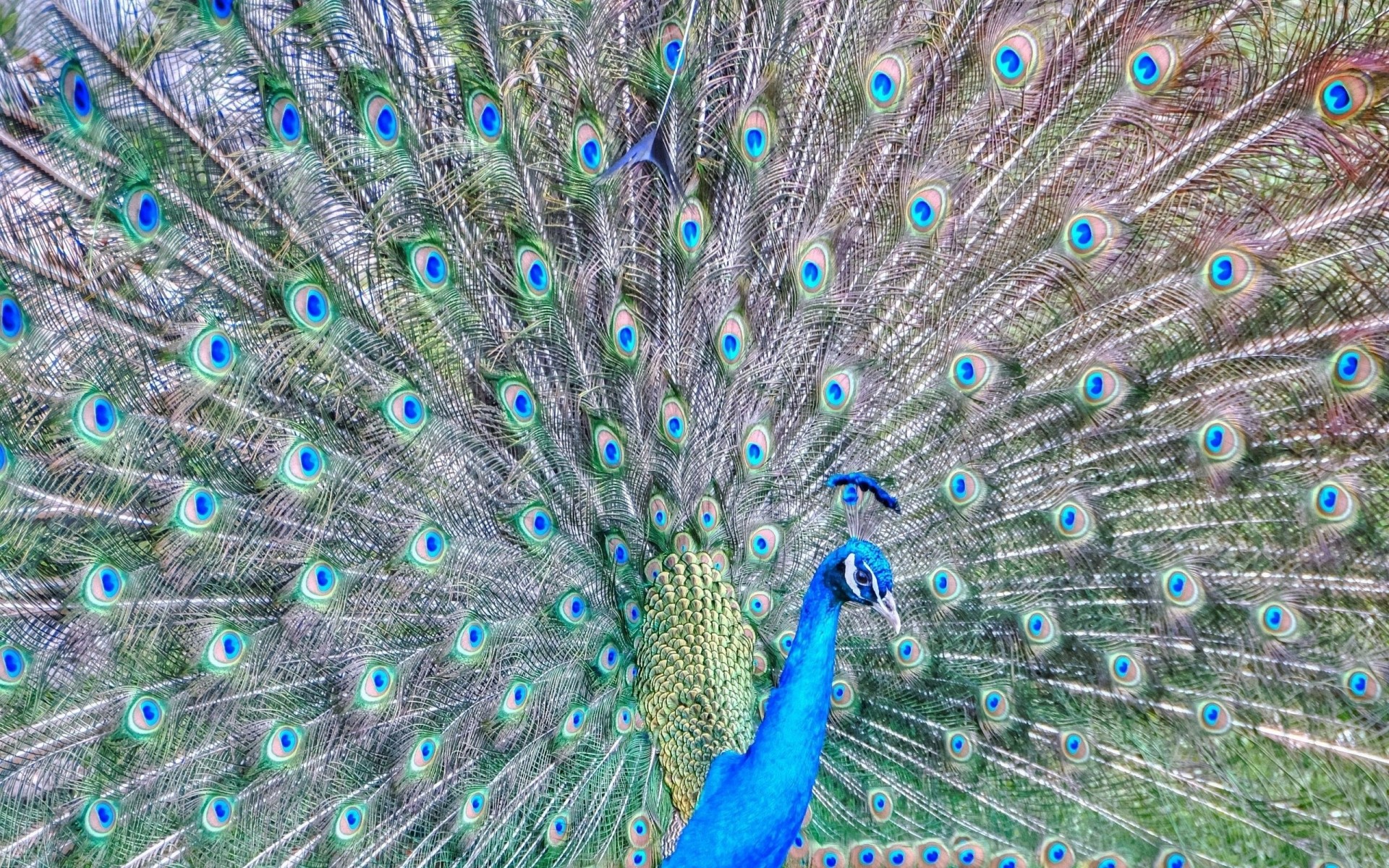 feathers tail plumage