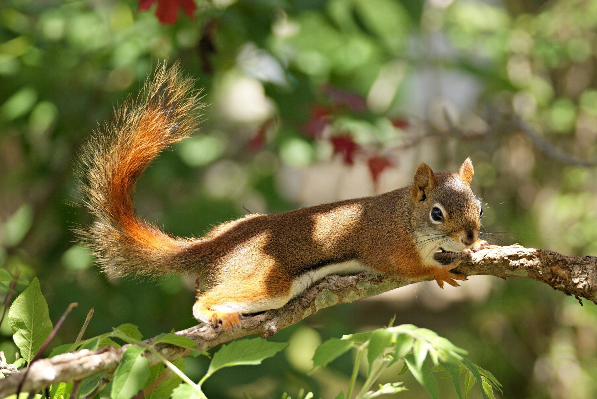 red husky branch