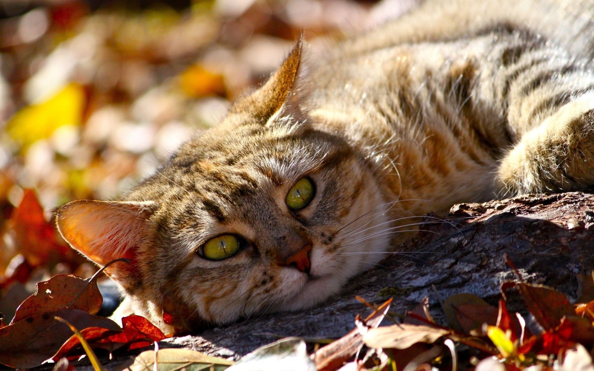 autumn foliage cat