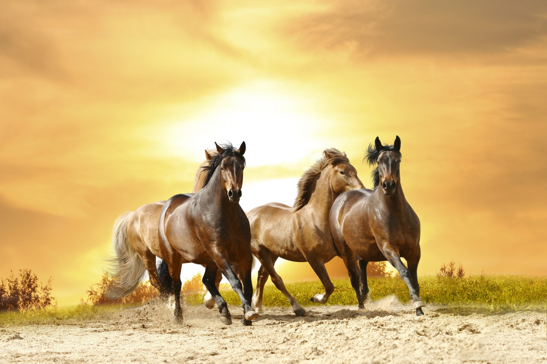 horse sunset canter