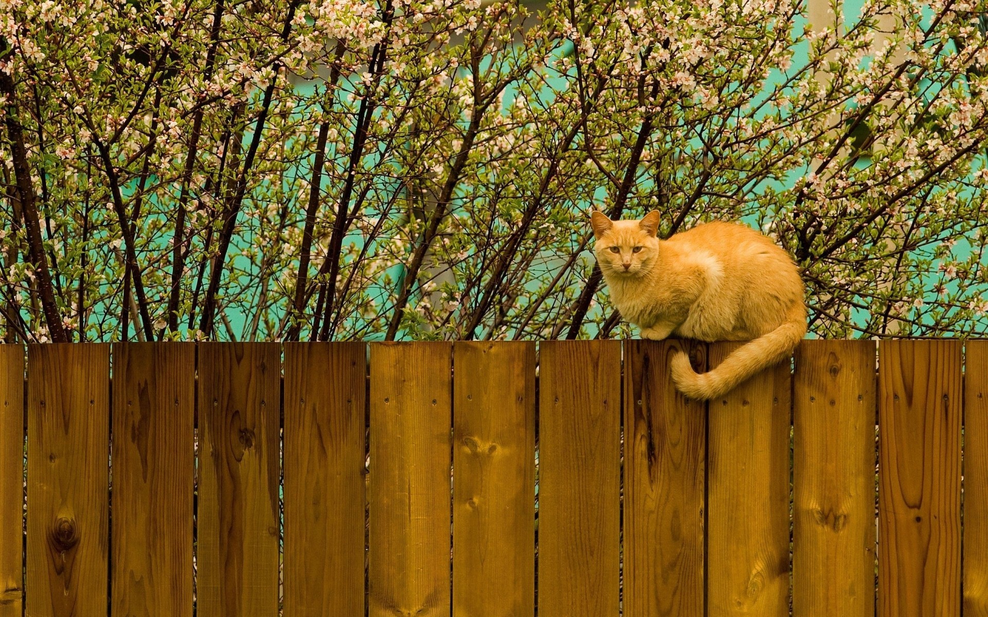 nature clôture chat