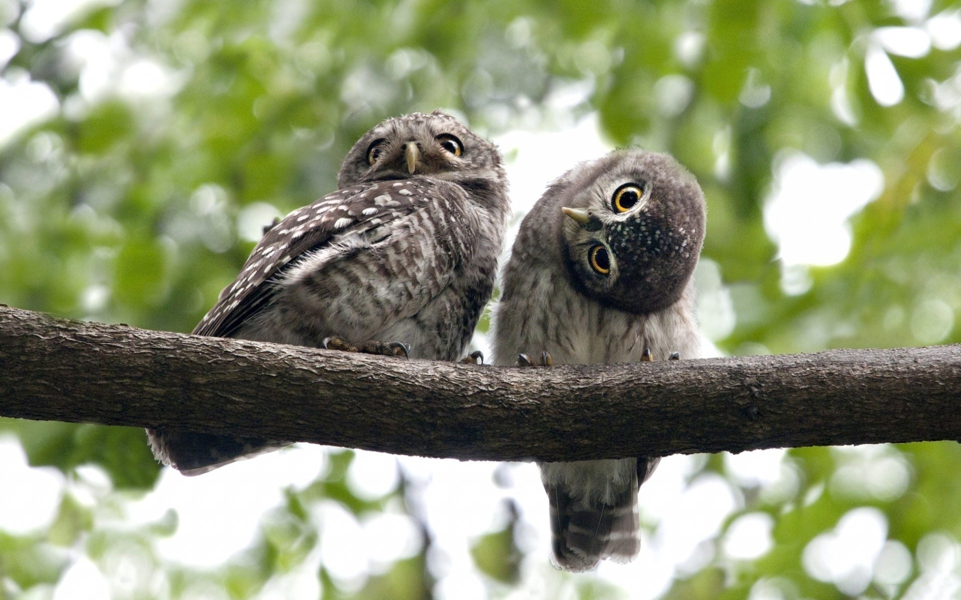 pájaros búhos ojos rama