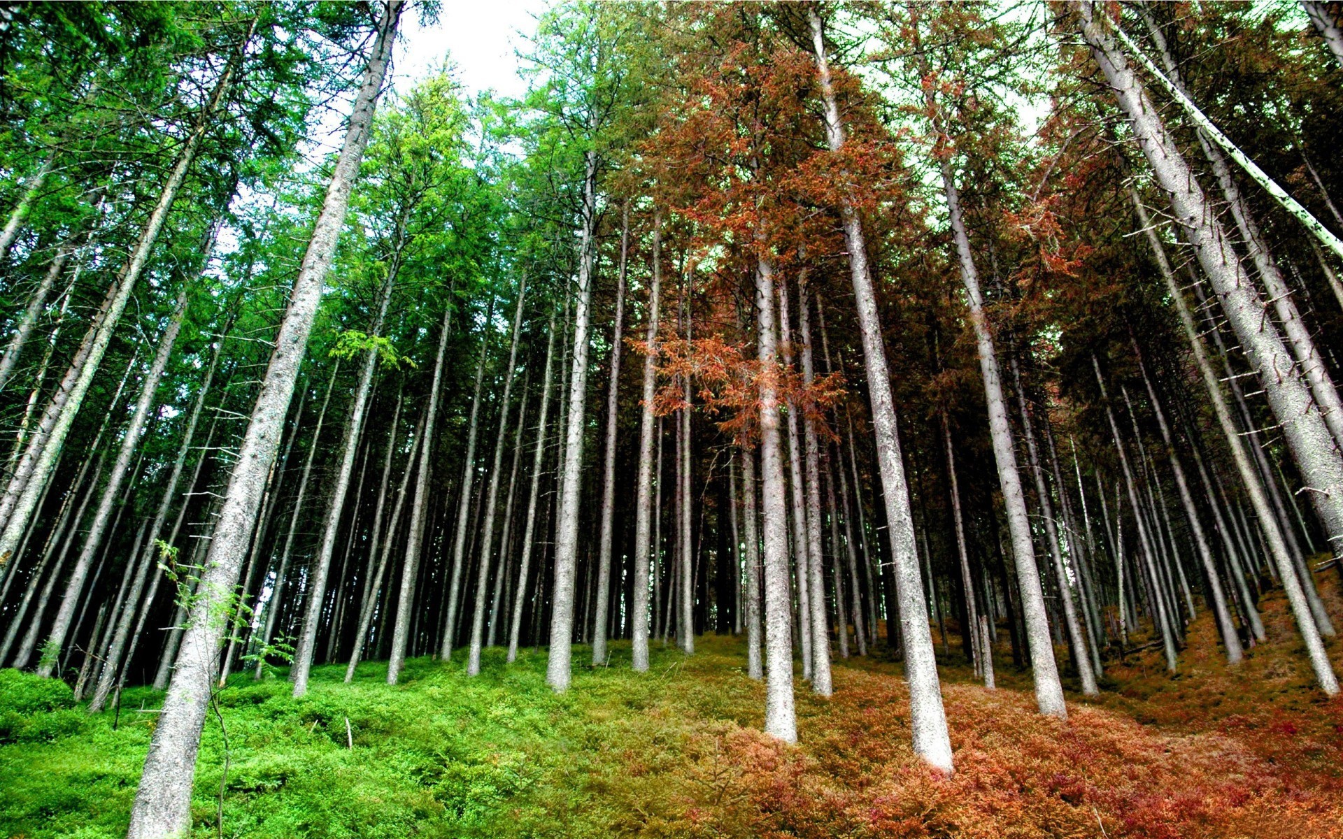 foresta primavera autunno