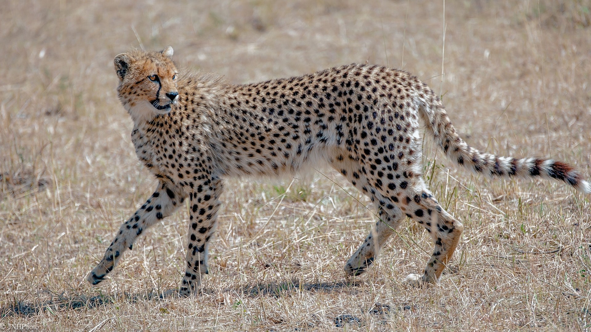 grace wild cat cheetah predator