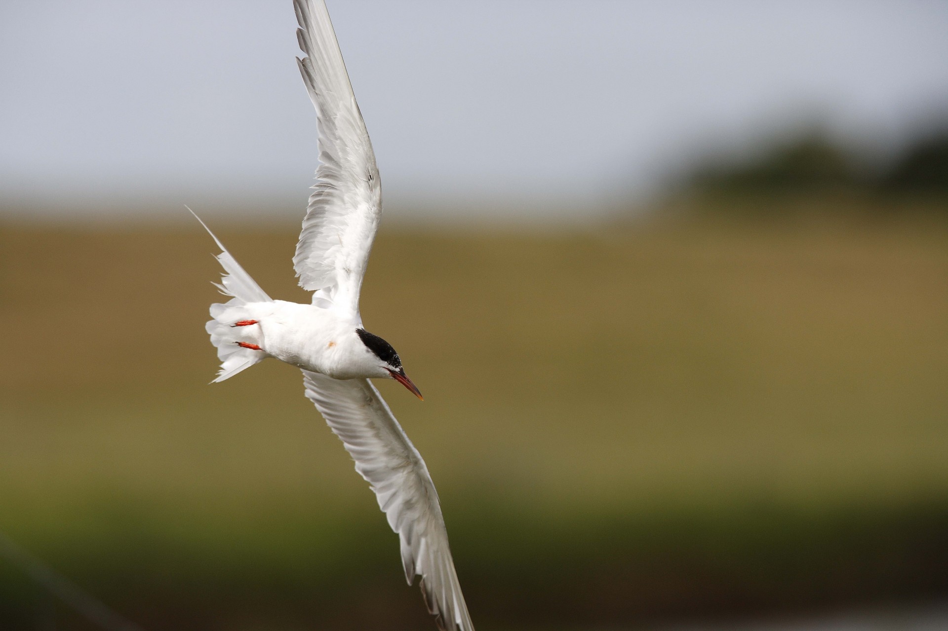 oiseaux flou mouette