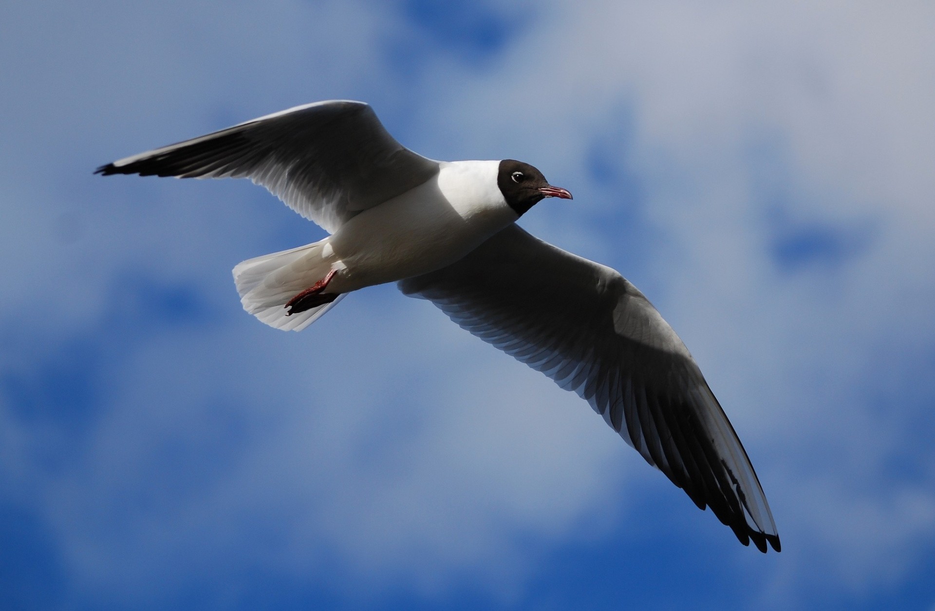 birds wings black-headed gull