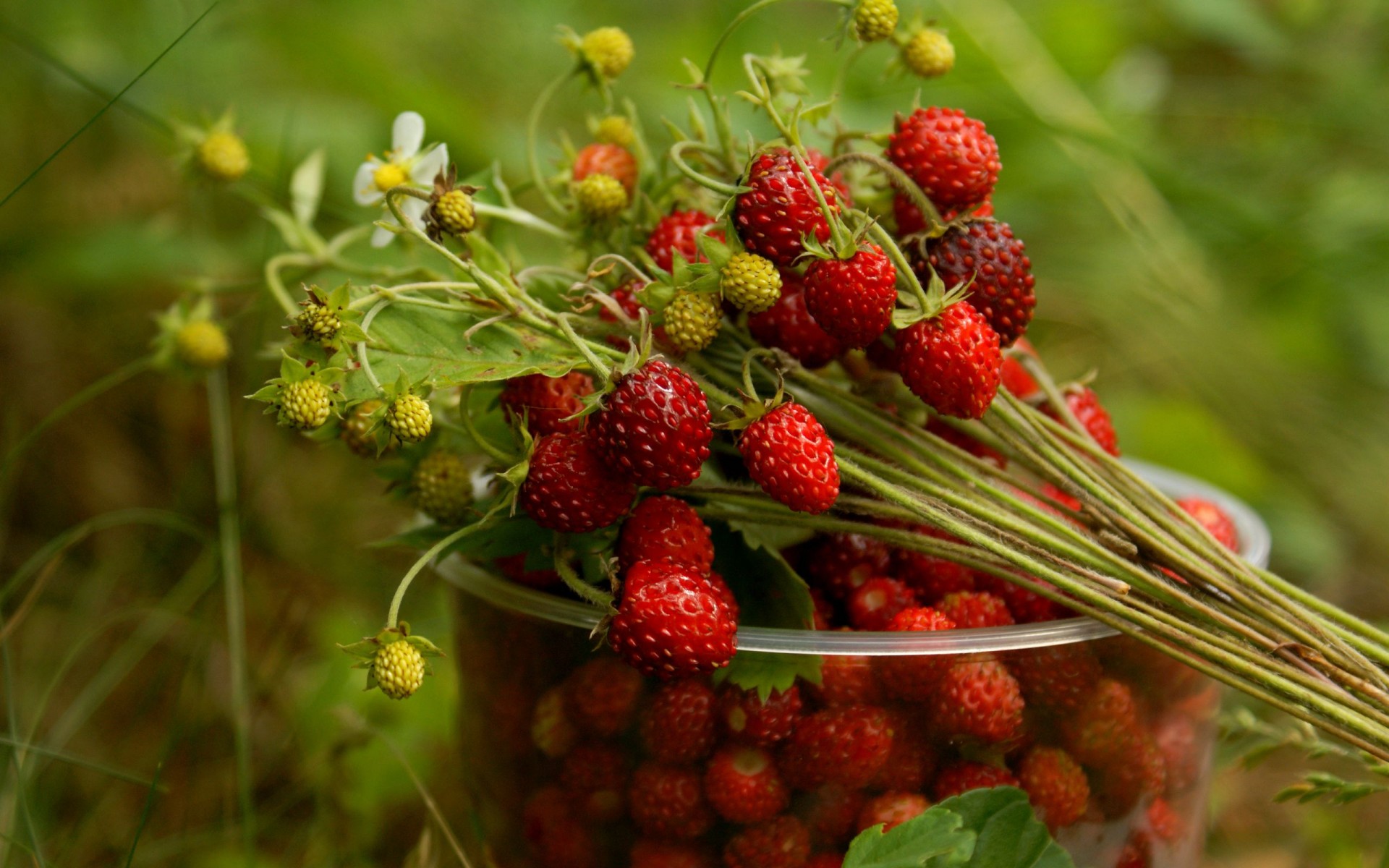 baies fraises verre