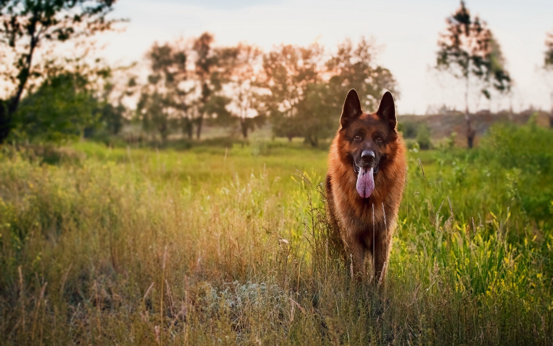 chien ami berger allemand