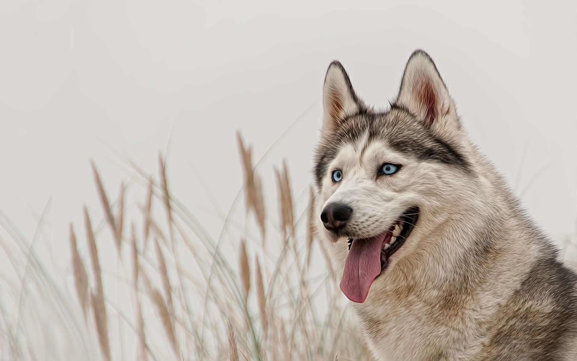 raza husky ojos azules perros vista