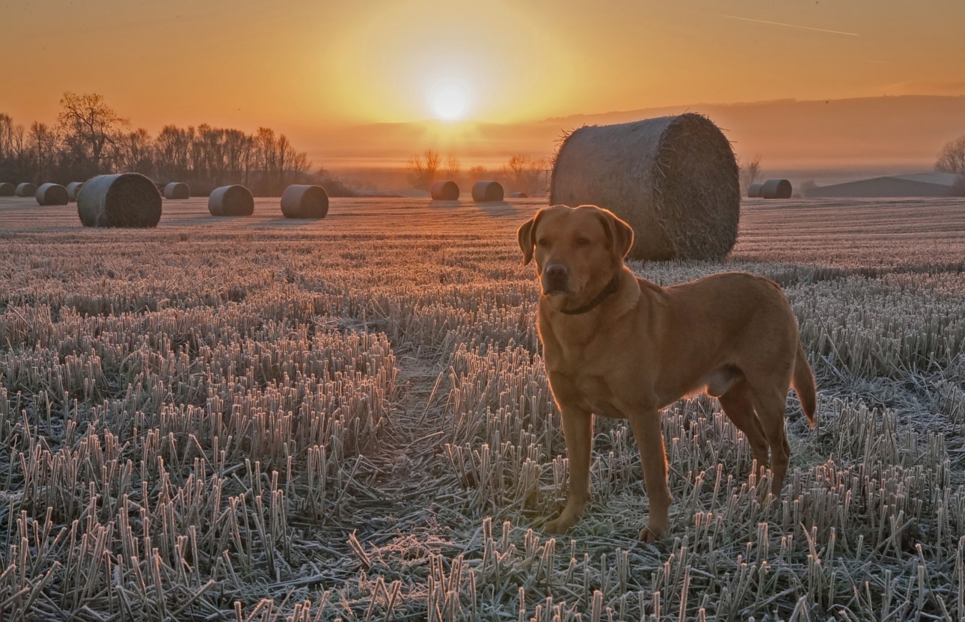 campo cane gelo tramonto mietitura