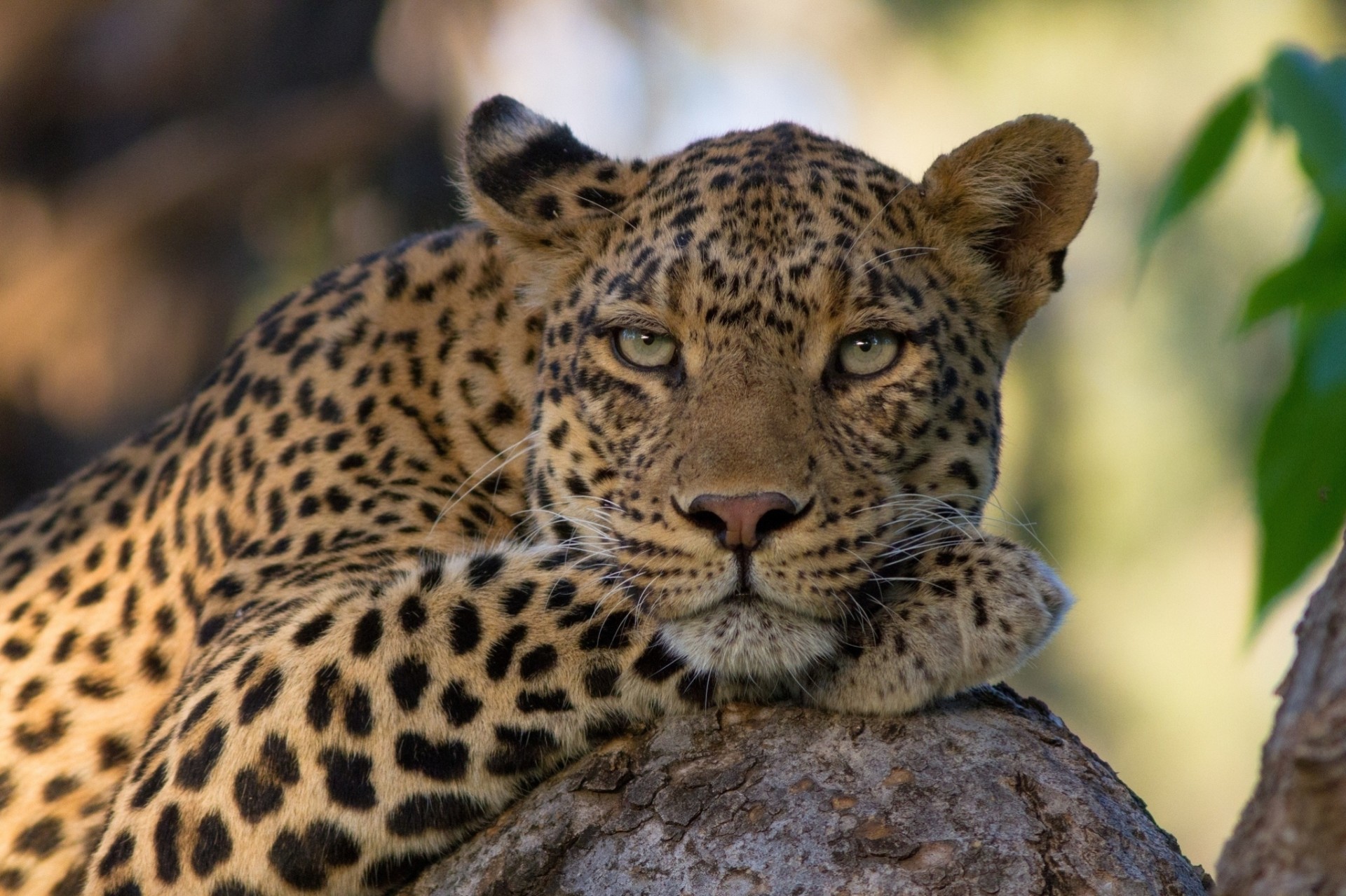 zähne wildkatze leopard