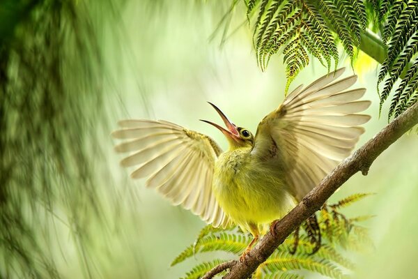 Ein grüner Vogel hat seine Flügel auf einem Ast ausgebreitet