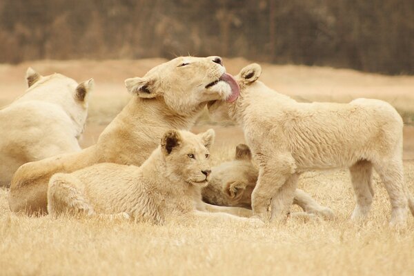 Mother lioness basking with lion cubs