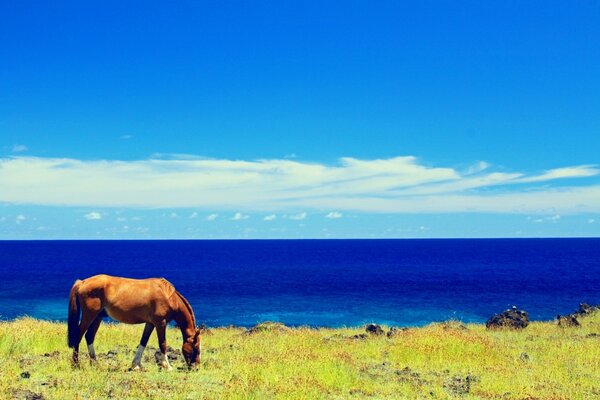 The horse eats grass