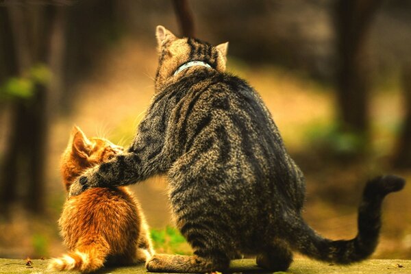 Le chaton roux et le chat gris se font des amis