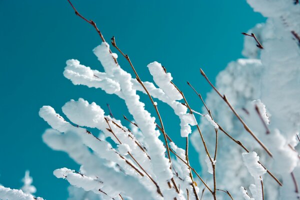 Brindilles dans les jours de gel, en hiver