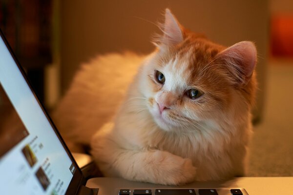 El gato estudia cuidadosamente la tableta