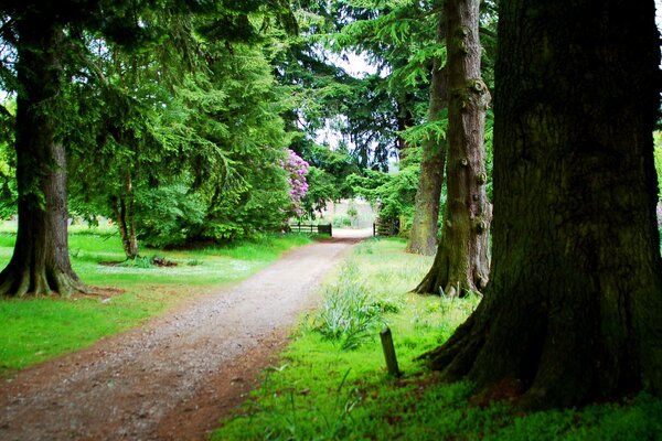 Sentier dans la forêt parmi les arbres