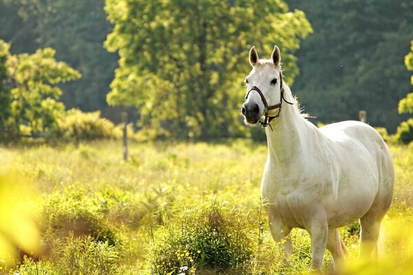 Naturaleza y animales. Caballo en un paseo en un Prado verde