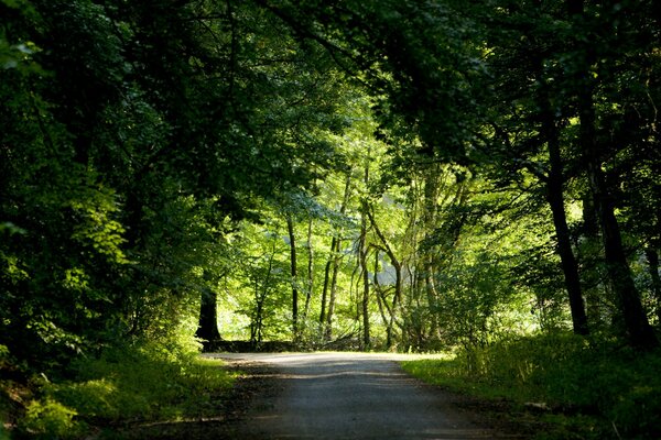 Die Straße liegt entlang des Waldes