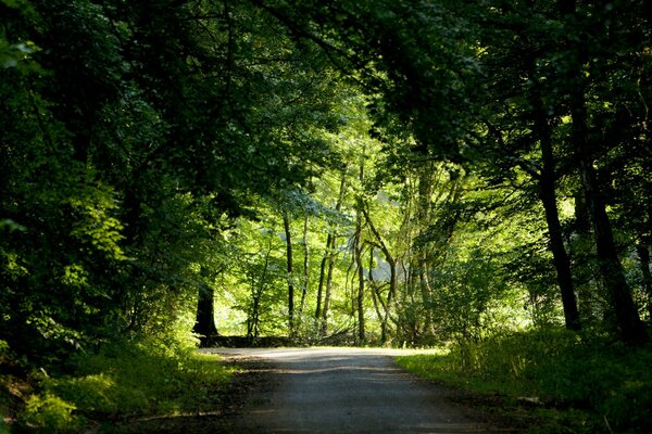 La strada si estende lungo la foresta