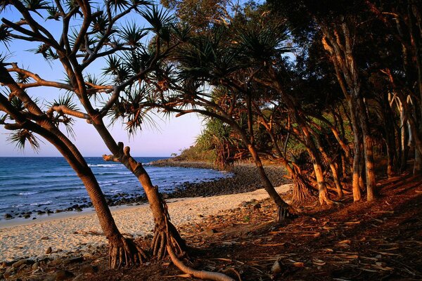 Arbres avec des racines sur la plage de la mer