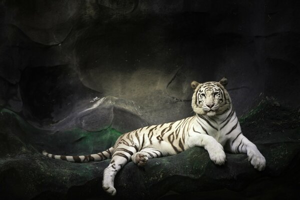 Biały Tygrys leży na skałach