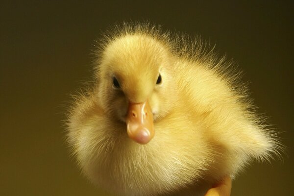 Cute little yellow duckling