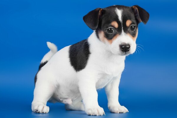 Cachorro blanco y negro sobre fondo azul