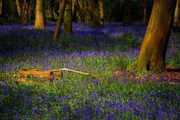 Blumen und Gras im Wald