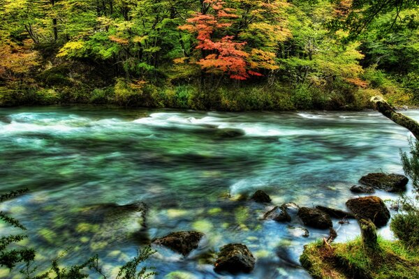 Fiume in una bellissima foresta autunnale