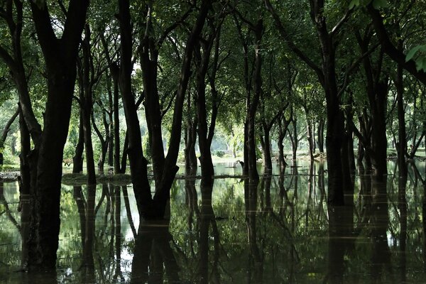 Palude della foresta. Alberi nell acqua