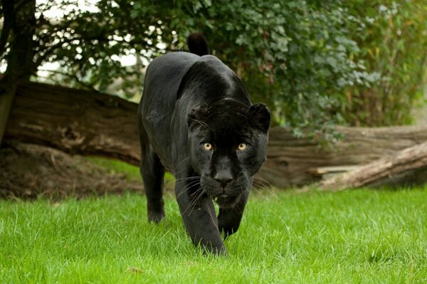 Black Panther in the forest