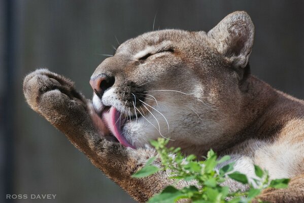 Cougar washes his tongue