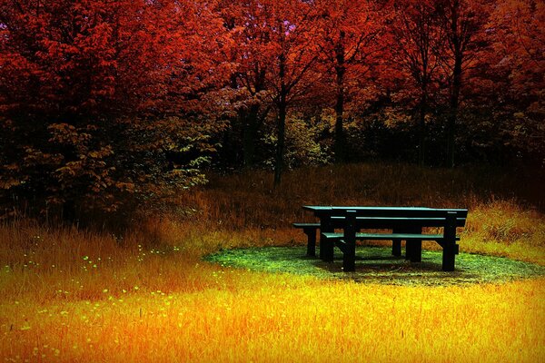 Banc solitaire dans la forêt d automne lumineux