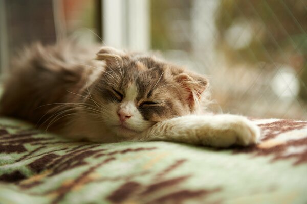 El gato duerme cómodamente junto a la ventana