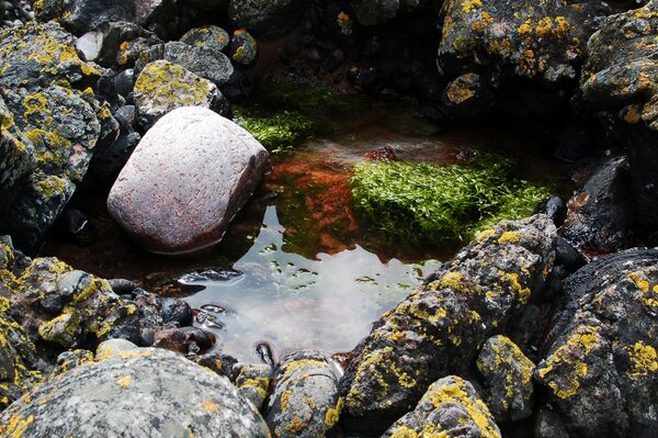 Algas brillantes en grandes rocas