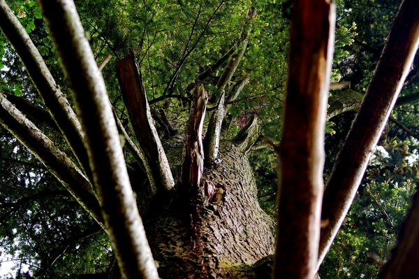 A thick tree trunk with branches