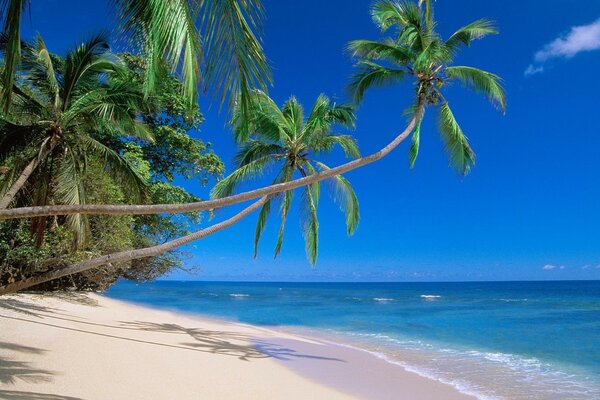 Playa. palmeras, mar azul, arena blanca