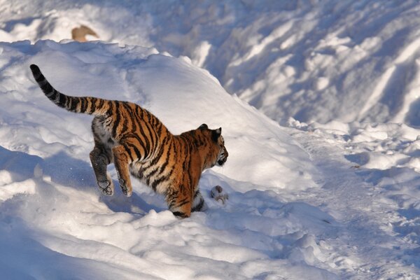 Tigre che corre sulla neve bianca