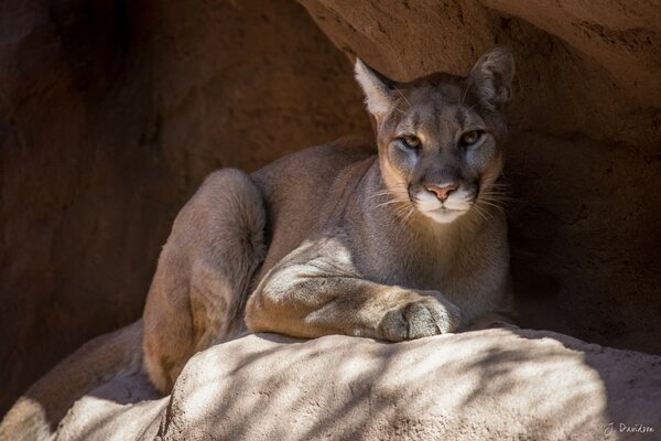 Piękna Puma na kamieniach