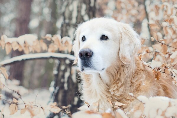 Perro blanco en el bosque nevado se esconde en las ramas