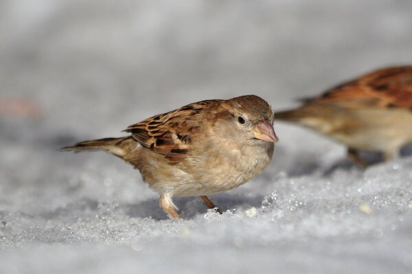 Spatz im Frühling im Schnee