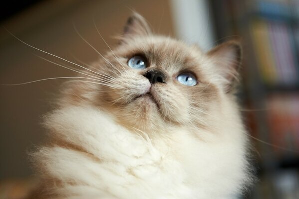 Lindo gato peludo con ojos azules